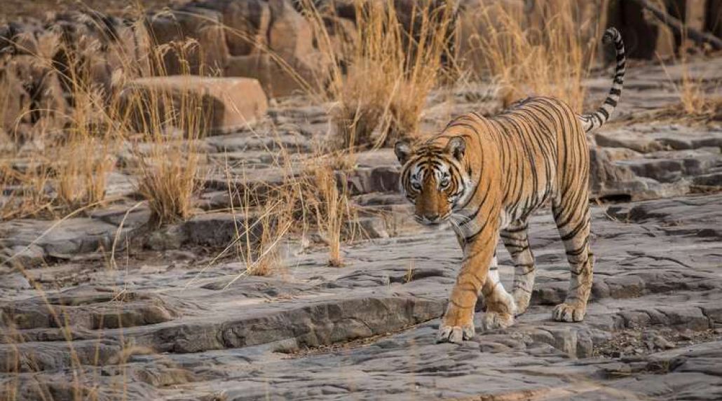 Wildlife Safari: Around the World by Private Jet for Solo Travelers