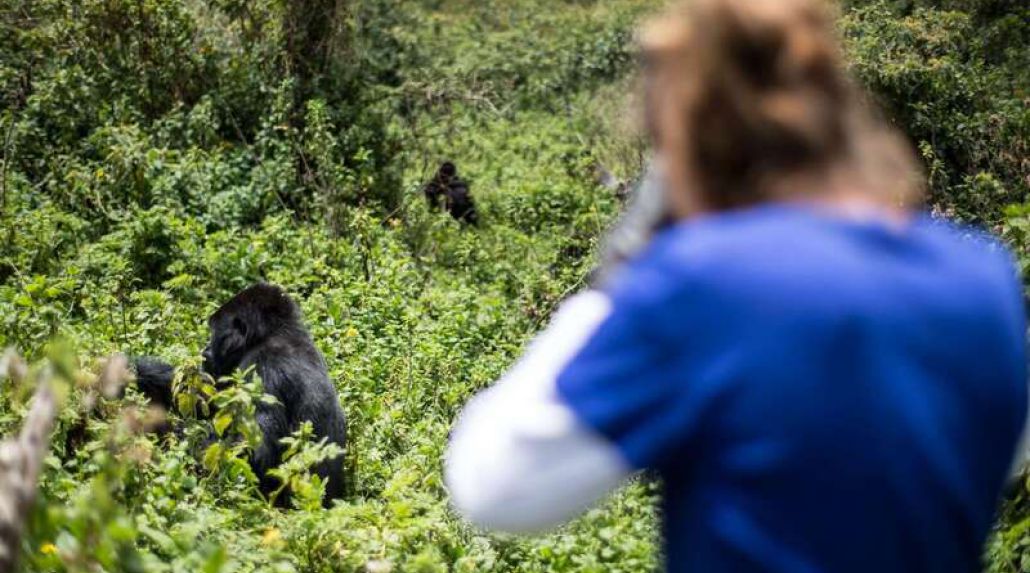 Gorilla Trekking in Rwanda