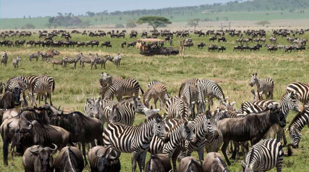 Kenya Wildlife Safari